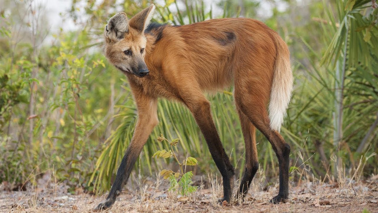 loup à crinière
